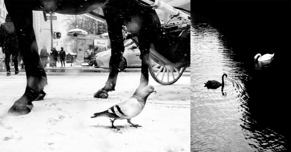 Black-and-white photo: left side shows a pigeon on snowy ground under a horse and carriage; people walk in the background. Right side shows a white and a black swan swimming in dark water.