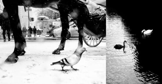 Black-and-white photo: left side shows a pigeon on snowy ground under a horse and carriage; people walk in the background. Right side shows a white and a black swan swimming in dark water.