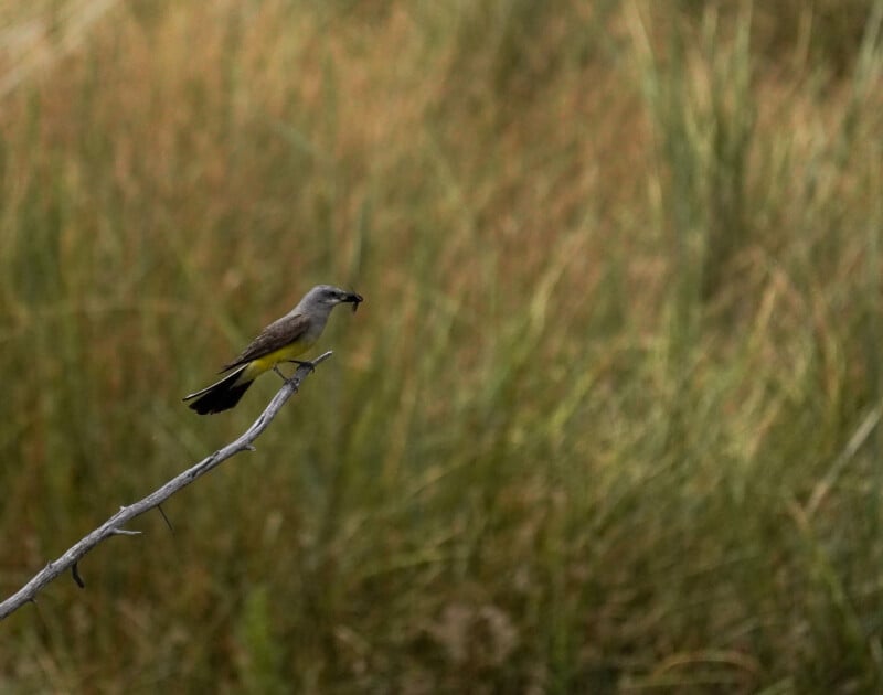 A small bird with brown and gray plumage perches on a bare branch, holding an insect in its beak, against a blurred background of tall grass.