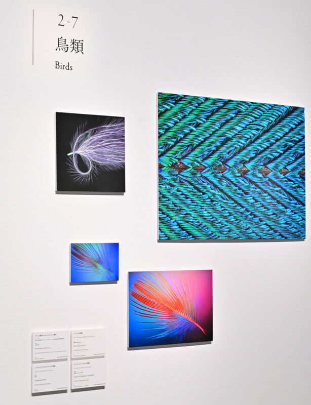 A wall display titled "2-7 Birds" features four close-up photographs of colorful bird feathers arranged around descriptive placards.