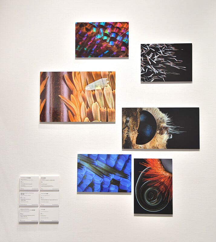 A gallery wall displays six macro photographs of insect anatomy alongside small informational plaques in the lower left corner.