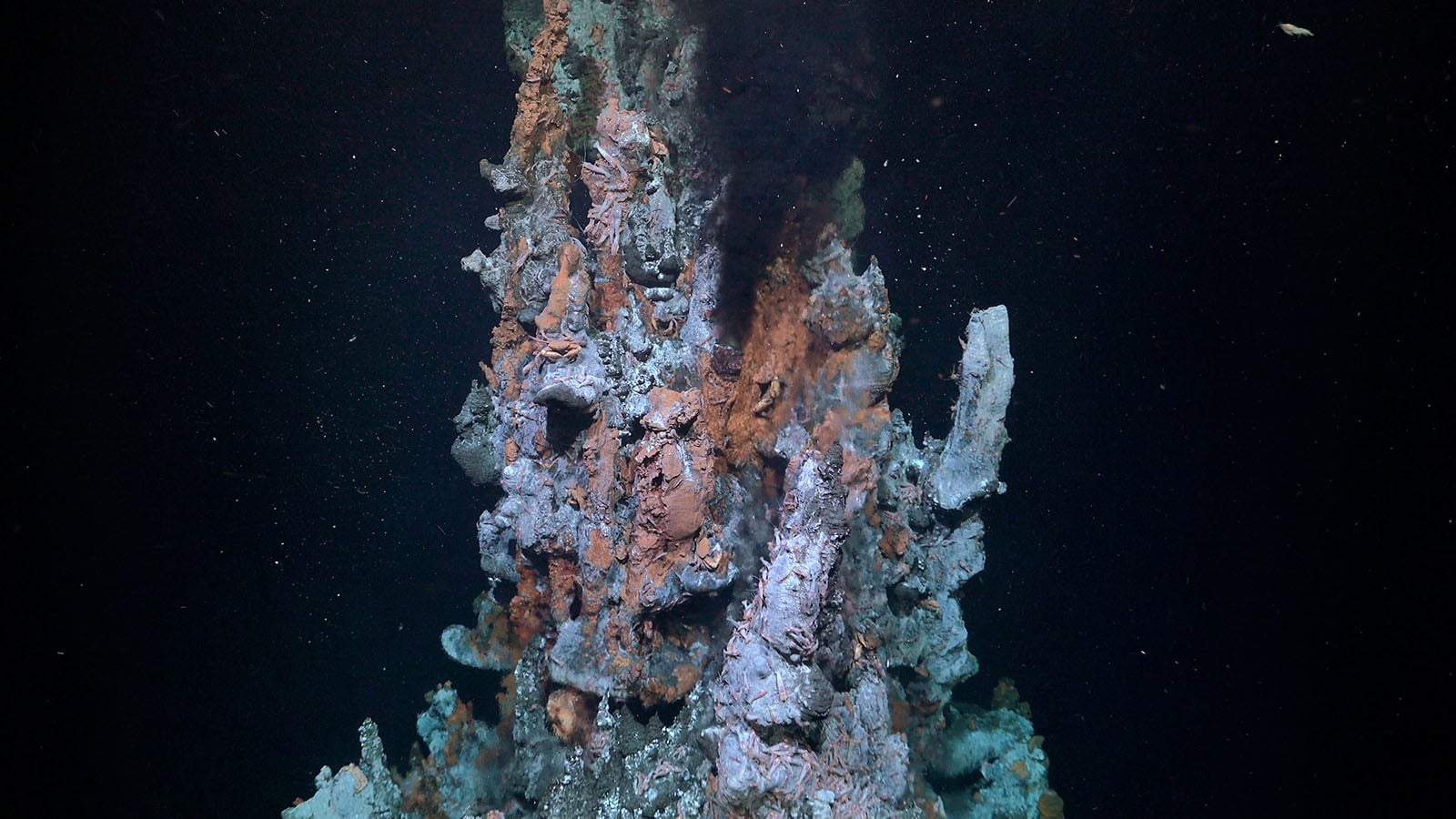 Scientists Travel to Unexplored Area of Atlantic Ocean and Photograph ...