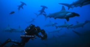 A scuba diver with underwater camera gear swims among a large group of hammerhead sharks in deep blue ocean water.
