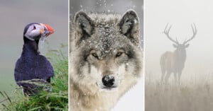 A puffin with fish in its beak, a close-up of a wolf in snow, and a silhouette of a stag in foggy surroundings.