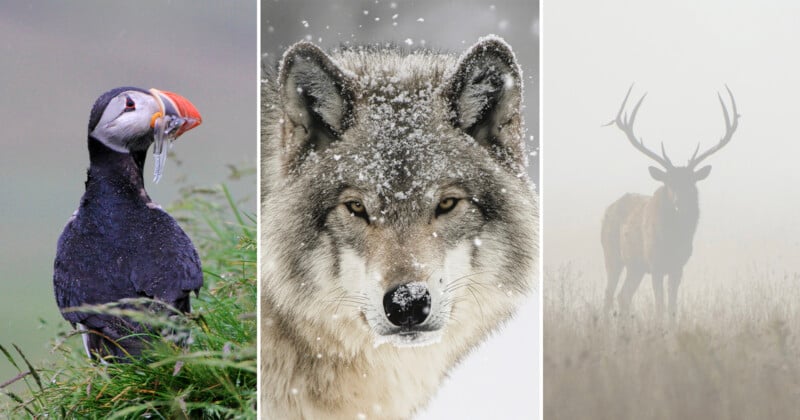 A puffin with fish in its beak, a close-up of a wolf in snow, and a silhouette of a stag in foggy surroundings.