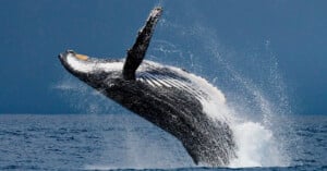 A humpback whale breaches the ocean surface, rising vertically out of the water with splashes around its body against a blue backdrop.
