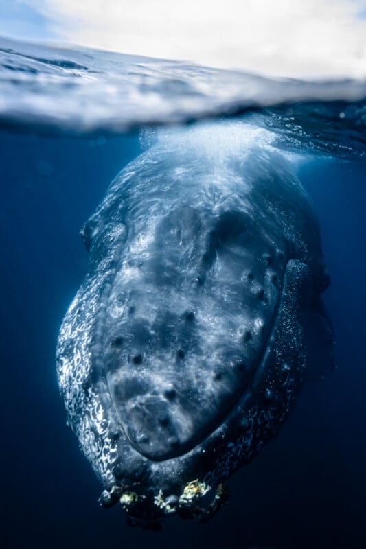 Meet the Incredible 14-Year-Old Underwater Photographer Who Won Hasselblad Masters