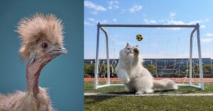 A close-up of a fluffy chicken on the left, and on the right, a white cat jumping to block a small soccer ball in front of a goal on a sports field.