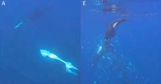 Two images: Left shows a giant squid underwater near the surface. Right shows two orcas swimming near the squid, creating bubbles. Both images are set in deep blue ocean water.