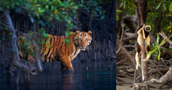 A Bengal tiger wades through water in a mangrove forest on the left; on the right, a lemur clings to a tree among roots and branches.
