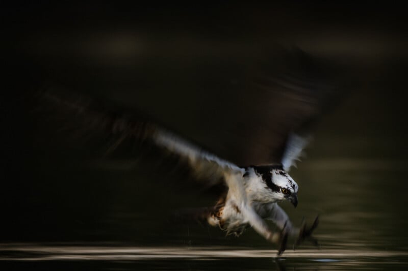 An osprey with outstretched wings swoops low over dark water, talons extended, about to catch prey. The background is blurred, emphasizing the bird's motion.