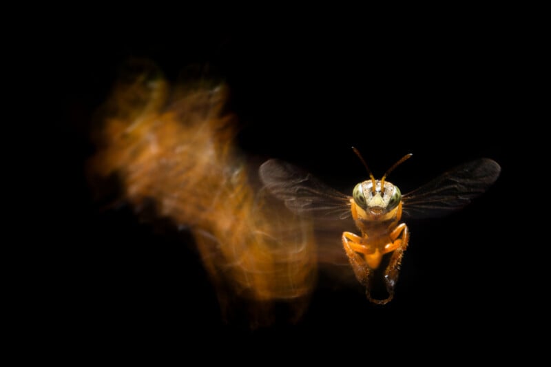 A close-up of a hovering bee with motion blur showing its flight path against a black background.