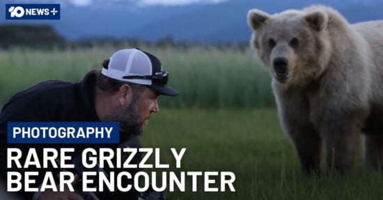 A man in outdoor gear crouches in tall grass, facing a large grizzly bear nearby. Text reads: "Photography Rare Grizzly Bear Encounter." Mountains and greenery are visible in the background.