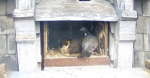 A peregrine falcon sits in a wooden nest box while a pigeon stands at the entrance, both birds facing each other. The nest box is weathered and built into a stone structure.