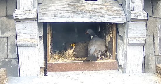 A peregrine falcon sits in a wooden nest box while a pigeon stands at the entrance, both birds facing each other. The nest box is weathered and built into a stone structure.
