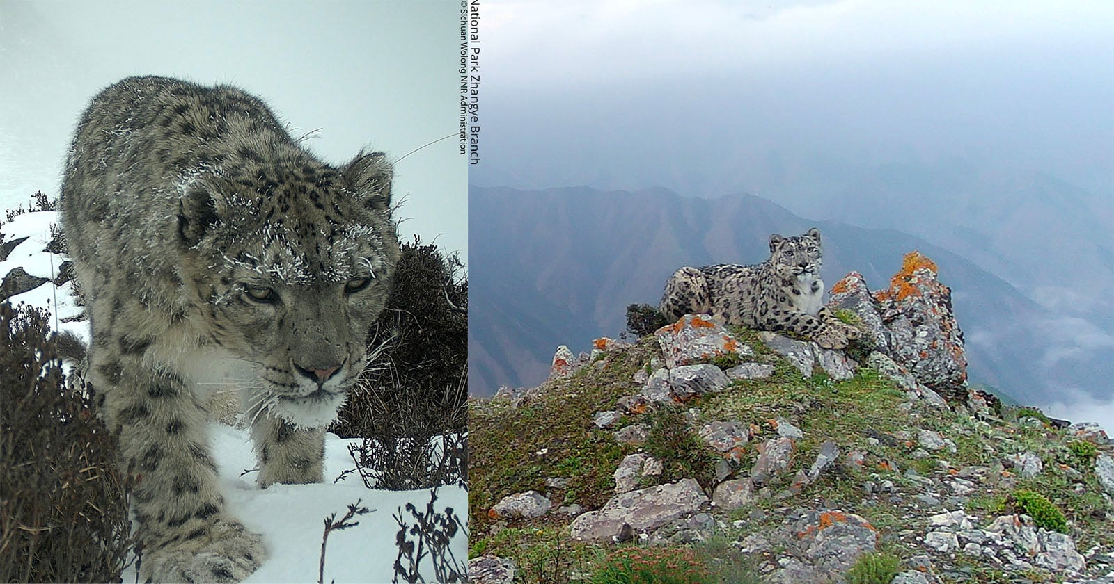 Two snow leopards in the wild: one walks in the snow close to the camera, while the other sits alert on a rocky, flower-covered mountain peak with misty mountains in the background.