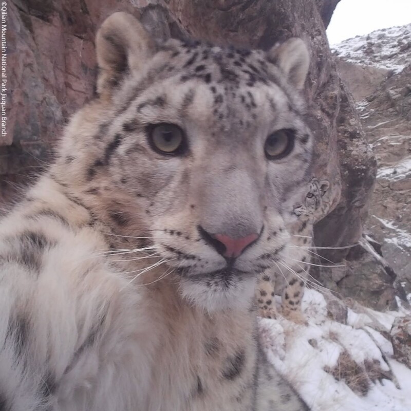 Stunning Camera Trap Survey Captures Elusive Snow Leopards Across China ...