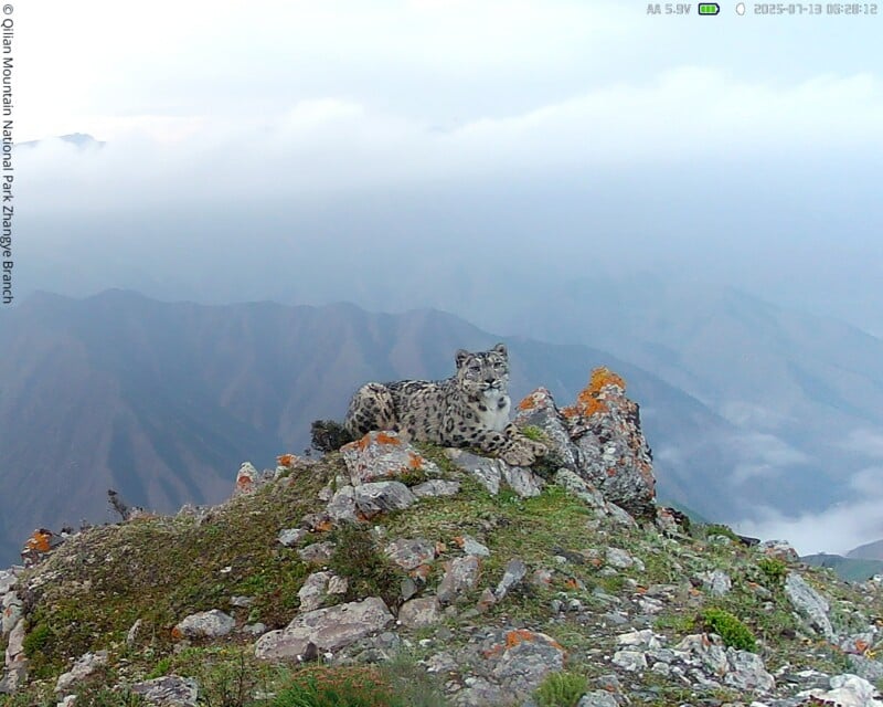 Stunning Camera Trap Survey Captures Elusive Snow Leopards Across China ...