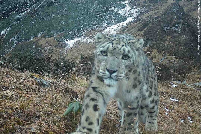 Stunning Camera Trap Survey Captures Elusive Snow Leopards Across China ...