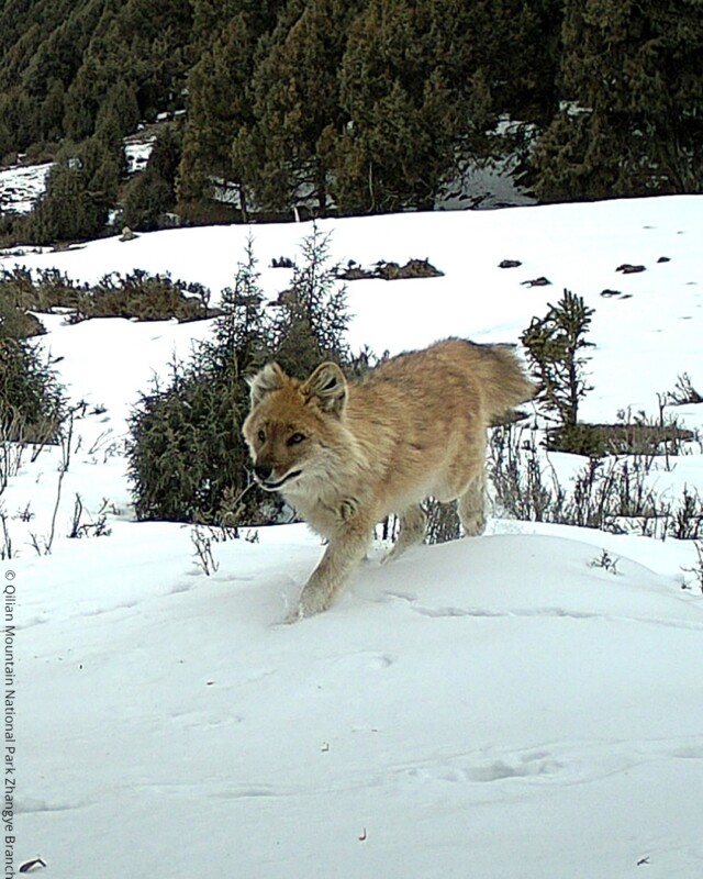Stunning Camera Trap Survey Captures Elusive Snow Leopards Across China ...