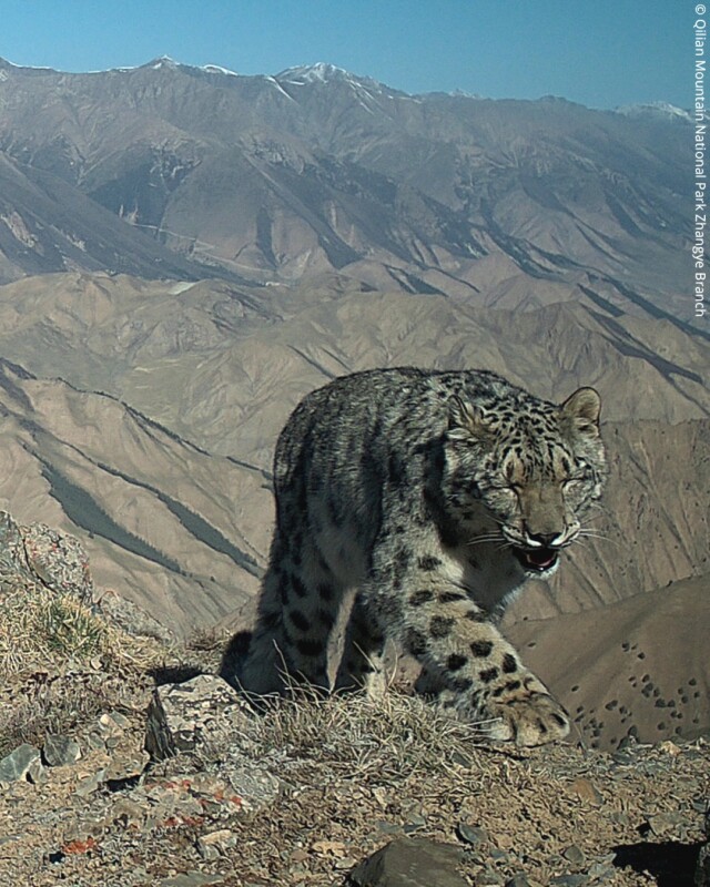 Stunning Camera Trap Survey Captures Elusive Snow Leopards Across China ...