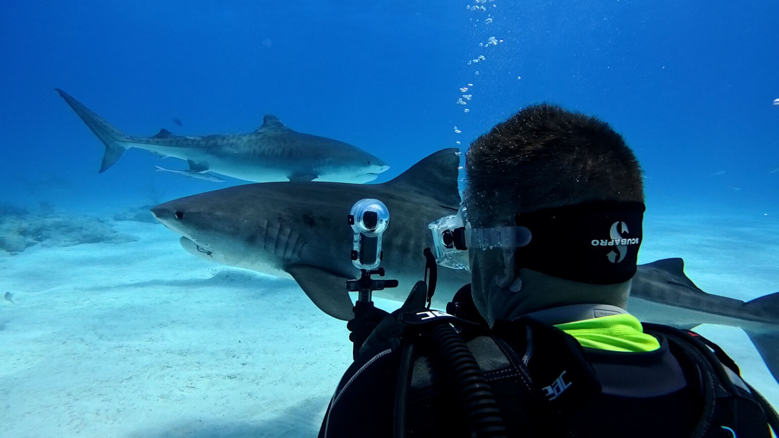 How Photographers Are Using Insta360 Cameras to Protect Sharks | PetaPixel