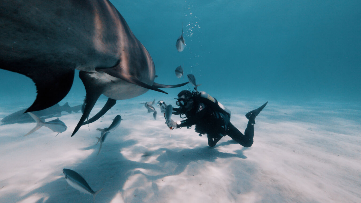 How Photographers Are Using Insta360 Cameras to Protect Sharks | PetaPixel