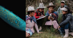 On the left, a close-up of a blue plant surface with yellow dots. On the right, five people in hats and traditional attire examine something outdoors, with one woman holding a small device.