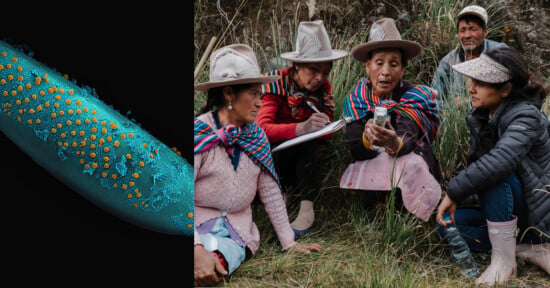 On the left, a close-up of a blue plant surface with yellow dots. On the right, five people in hats and traditional attire examine something outdoors, with one woman holding a small device.