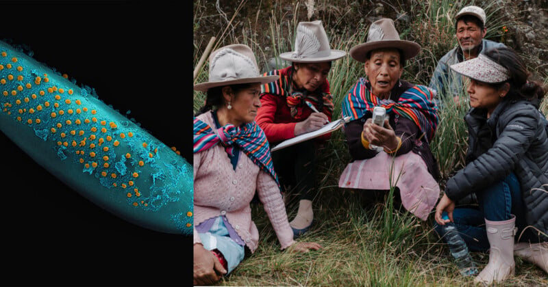 On the left, a close-up of a blue plant surface with yellow dots. On the right, five people in hats and traditional attire examine something outdoors, with one woman holding a small device.