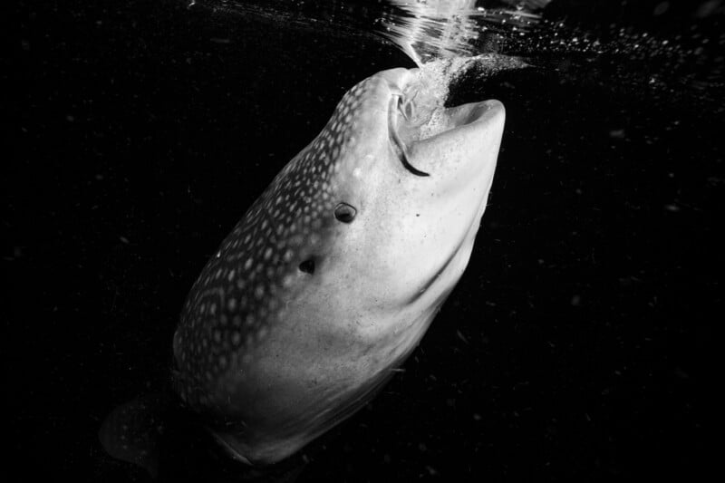 Meet the Incredible 14-Year-Old Underwater Photographer Who Won Hasselblad Masters