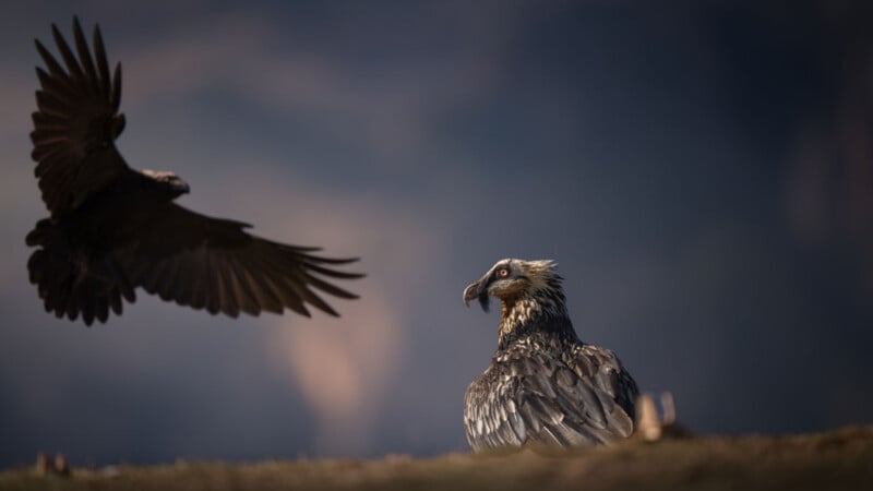A bearded vulture sits on a ridge while a large black raven flies toward it against a dark, moody background.