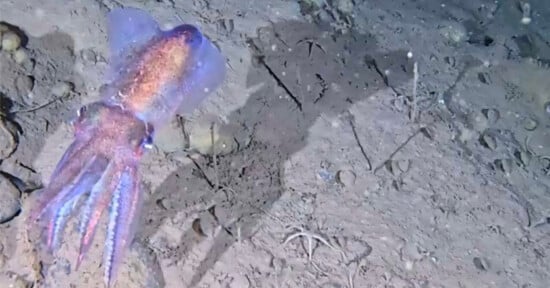 A purple and pink squid swims near the ocean floor, casting a large shadow on the sandy, rocky bottom.