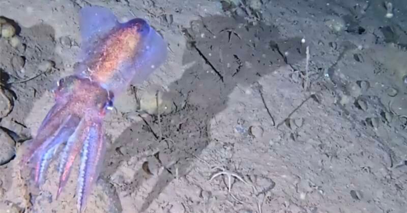 A purple and pink squid swims near the ocean floor, casting a large shadow on the sandy, rocky bottom.