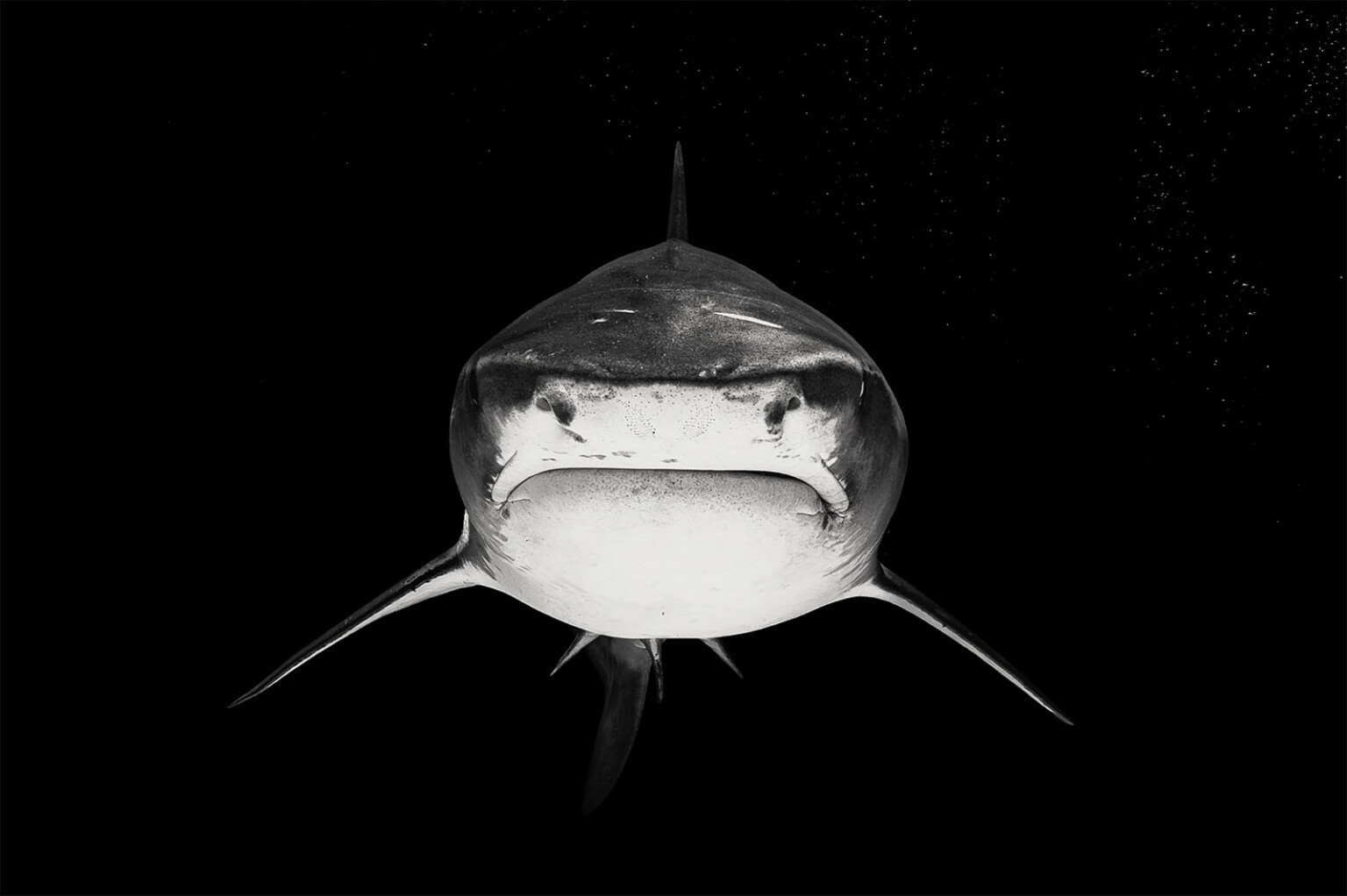 How Photographers Are Using Insta360 Cameras to Protect Sharks | PetaPixel