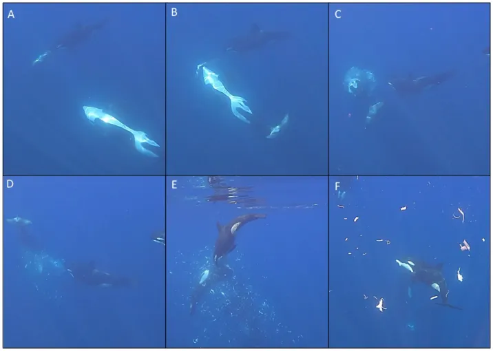 Insane Video Shows Killer Whale Ramming a Sunfish to Smithereens