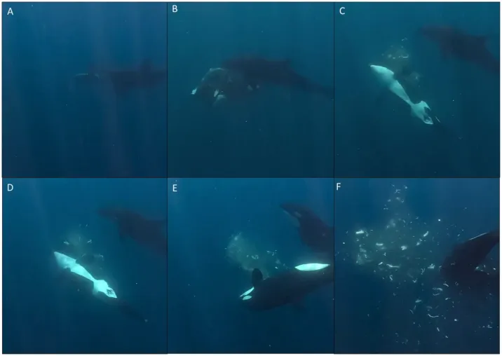 Six underwater panels show orcas hunting a whale. Each panel captures a different moment: orcas swimming, attacking, subduing, then feeding on the whale, with bubbles and debris in the final scene.