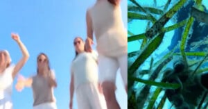 Four people, blurred, stand outside against a bright blue sky on the left; on the right, an underwater view shows green seagrass and marine life.
