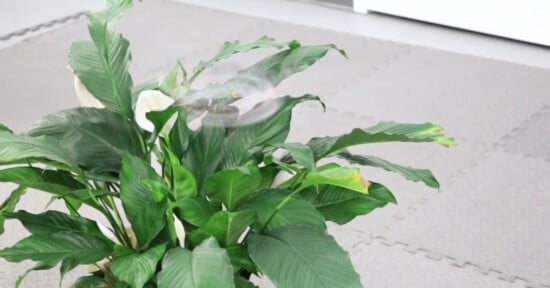 A peace lily plant with glossy green leaves and white flowers sits on a light gray, textured floor near a white wall.