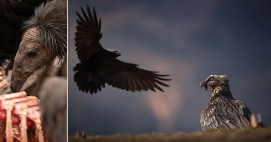 A split-screen image showing a close-up of a vulture feeding on a carcass on the left and a raven flying toward a bearded vulture on the right.