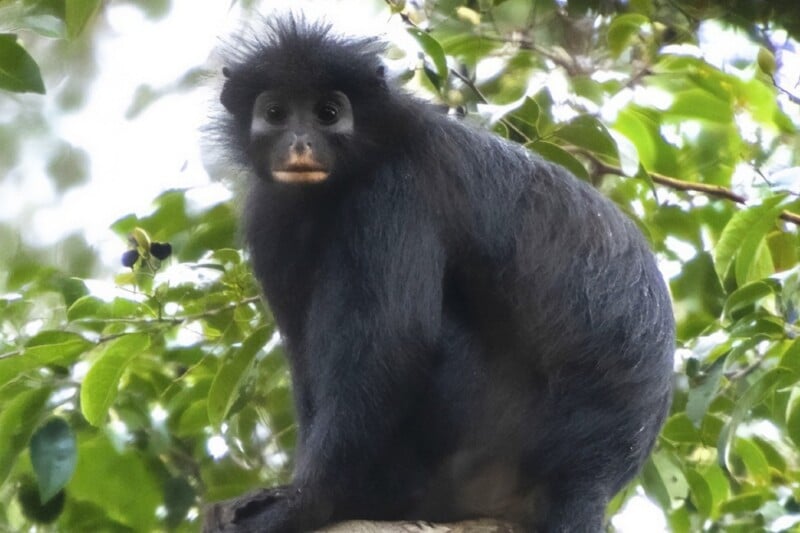 A black monkey with a tufted head and light-colored lips sits on a branch, surrounded by green foliage.
