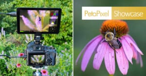 A camera setup captures a close-up of a bee on a pink flower. Next to it, the edited photo of the bee on the flower appears with "PetaPixel Showcase" text overlaid on top.