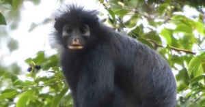 A black monkey with a fluffy face and wide eyes sits on a tree branch surrounded by green leaves.