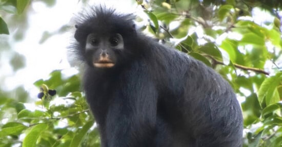 A black monkey with a fluffy face and wide eyes sits on a tree branch surrounded by green leaves.