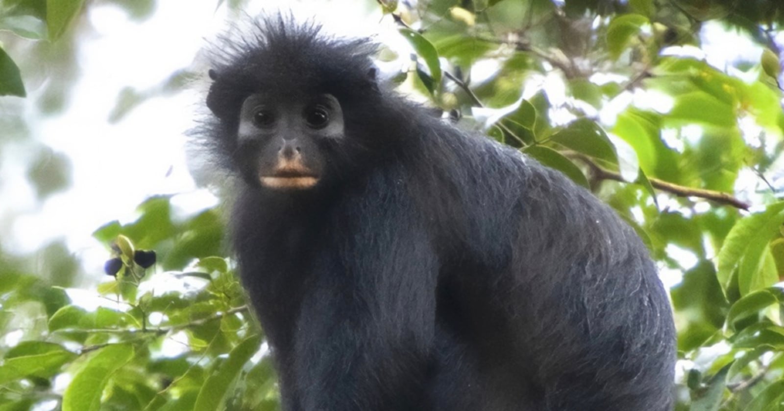 Scientists Capture First Images of Mysterious New Monkey Species with Striking Orange Lips