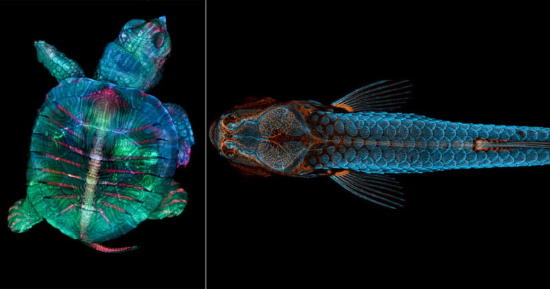 A split-screen view shows a top-down, fluorescent-colored X-ray of a turtle on the left and a fish on the right.