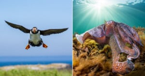 Split image: Left side shows a puffin in flight with wings outstretched over blurred grass and sea. Right side shows a cuttlefish swimming above seaweed, sunlight filtering through water above.