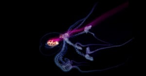 A bioluminescent jellyfish glows with purple and blue light against a black background, its tentacles trailing and curving gracefully.