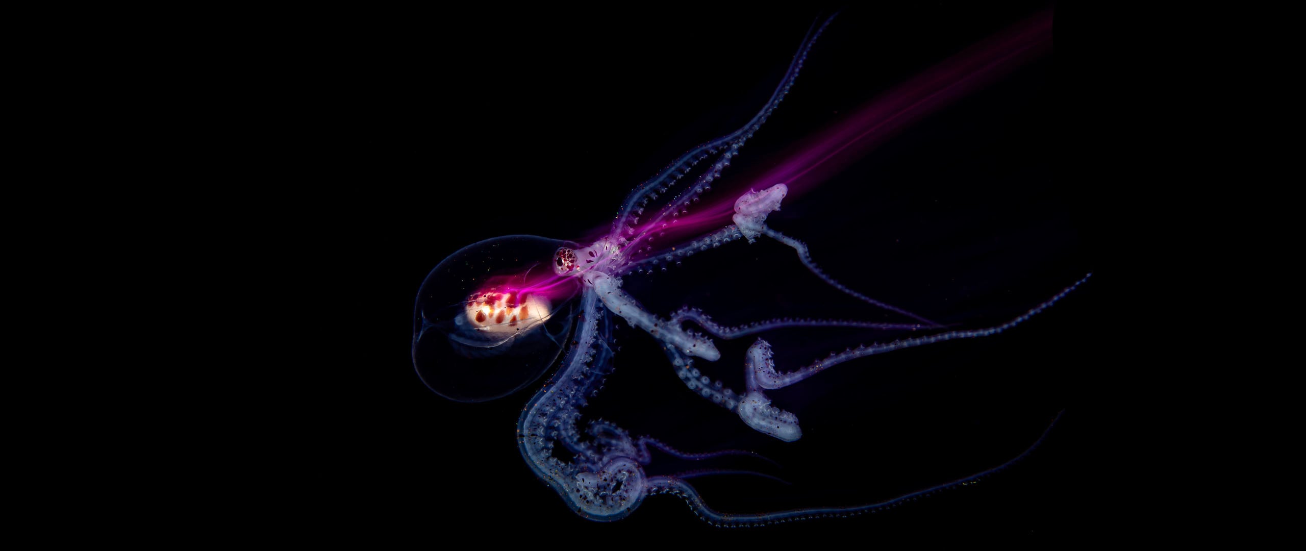 A bioluminescent jellyfish glows with purple and blue light against a black background, its tentacles trailing and curving gracefully.