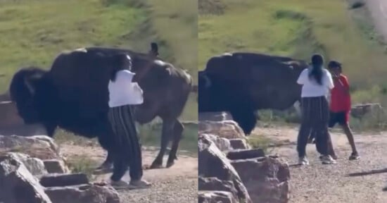 Two people stand very close to a large bison on a dirt path, with grass and rocks nearby. One person wears striped pants and a white shirt, while the other wears a red shirt and black shorts.